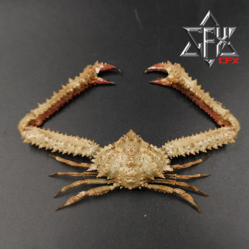 切缘武装紧握蟹螃蟹标本教学科普教具海洋生物甲壳类模型个性礼物