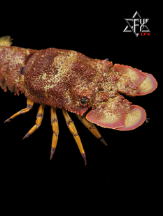 鳞突拟蝉虾标本成品教学科普教具海洋生物甲壳类模型摆件个性礼物