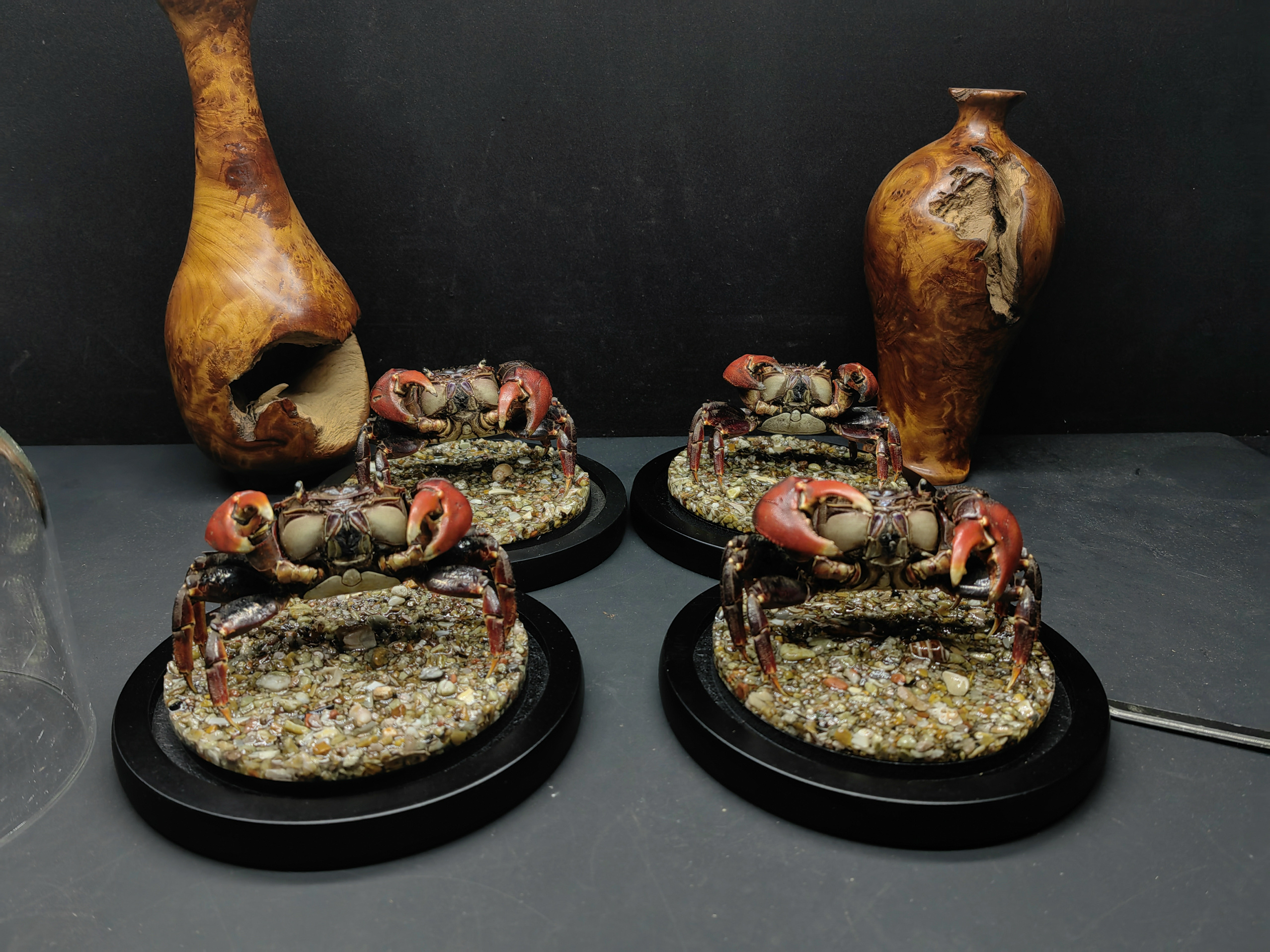 斯氏新胀蟹标本螃蟹标本教学科普教具海洋深海生物甲壳类个性礼物