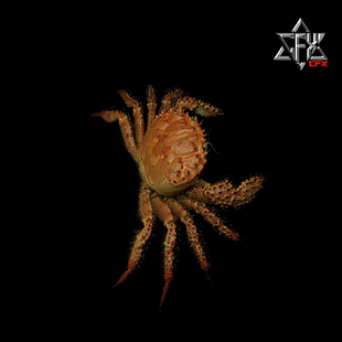 深海武装蟹大型螃蟹标本成品个人收藏摆件装饰博物馆科普模型