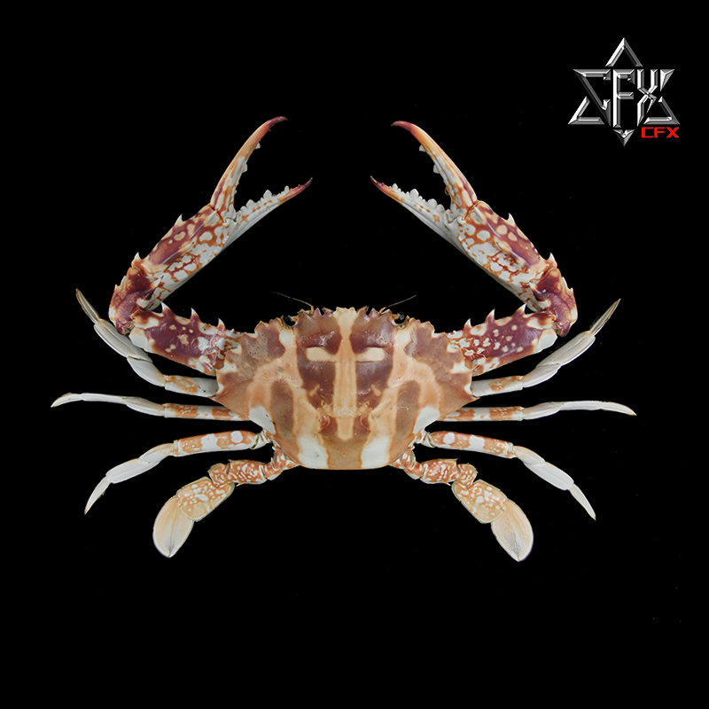 锈斑蟳标本螃蟹标本教学科普教具海洋深海生物甲壳类个性礼物