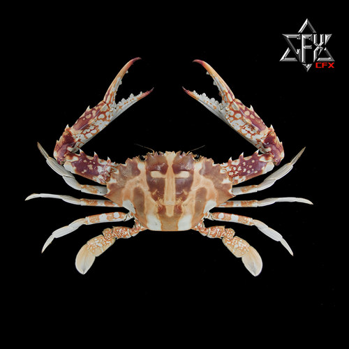 锈斑蟳标本螃蟹标本教学科普教具海洋深海生物甲壳类个性礼物