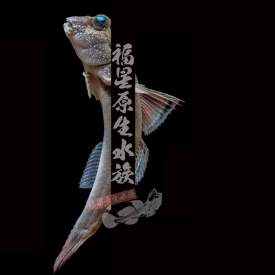 淡水好养活互动弹涂鱼