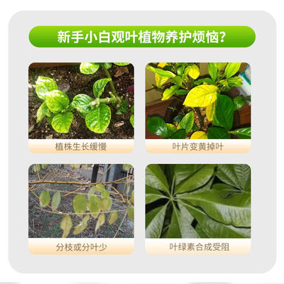 观叶植物浓缩营养液通用型绿萝发财树文竹幸福树专用花肥