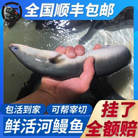 五年老店烏耳鰻河鰻淡水鰻魚整條
