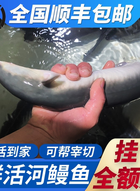 乌耳鳗鱼包切潮汕淡水鳗鱼鲜活直发海鲜水产河鳗鱼白鳝鱼鲜活顺丰