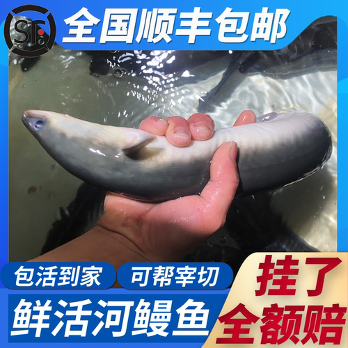 五年老店乌耳鳗河鳗淡水鳗鱼整条