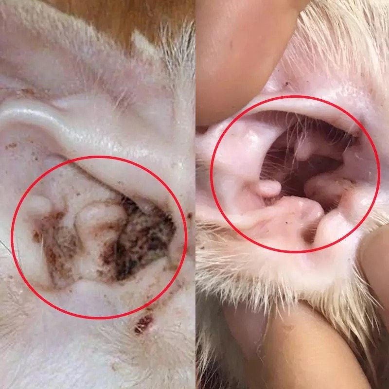 宠物耳螨耳臭耳朵清洁液