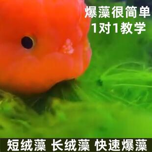 短绒藻藻种兰寿金鱼爆藻长绒藻绿苔绿藻水藻石鱼缸溪流缸绿毛龟藻