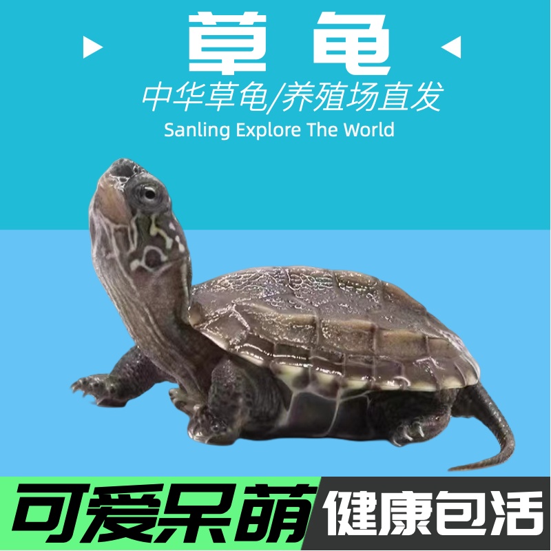 草龟乌龟苗墨龟情侣龟招财龟活物便宜可爱活泼深水新品中华草龟