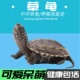 草龟乌龟苗墨龟情侣龟招财龟活物便宜可爱活泼深水新品 中华草龟