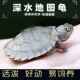 地图龟幼龟深水活泼好动呆萌龟苗活体龟小乌龟活物