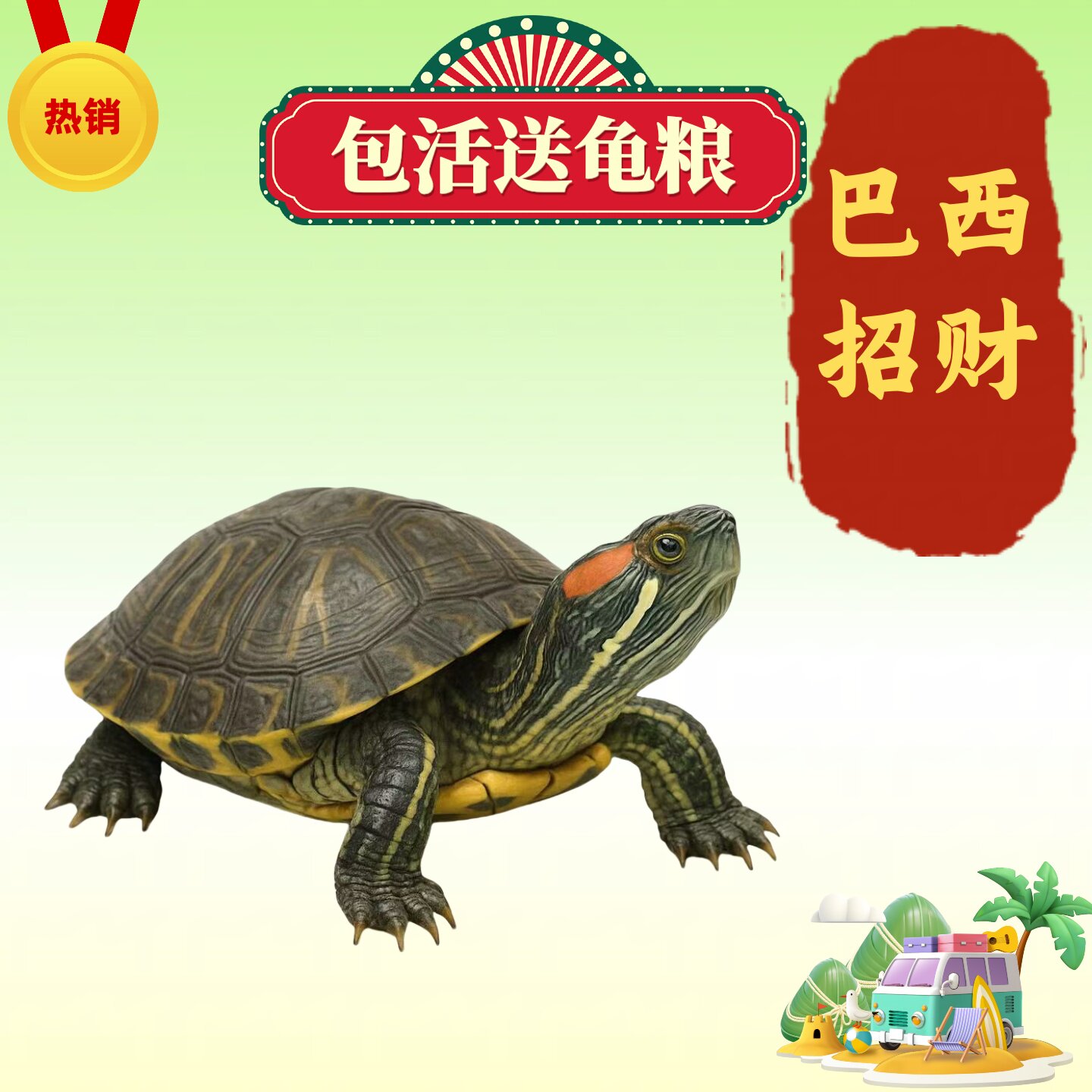 家养小乌龟活体好养迷你龟招财情龟/鳖
