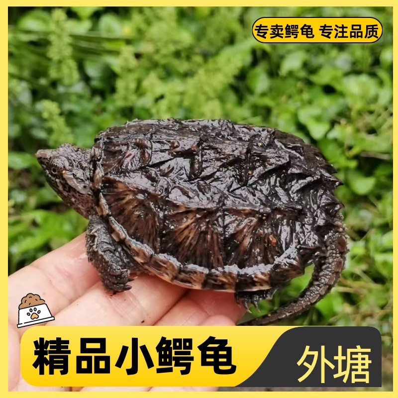 鳄龟活物宠物龟观赏龟