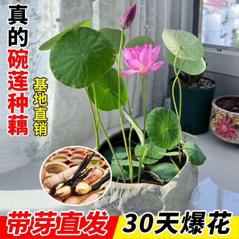 微型碗莲种藕水培植物带花苞种籽子四季小型荷花根苗睡莲水养开花