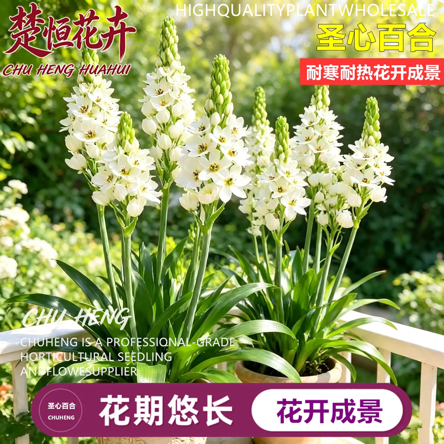 圣心百合大种球球根花卉阳台盆栽庭院地栽花期长清新淡雅切花种球