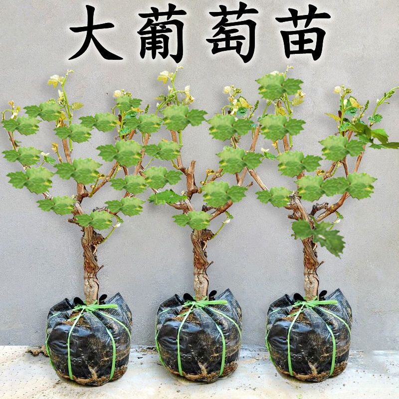 阳光玫瑰葡萄树苗巨峰盆栽地栽