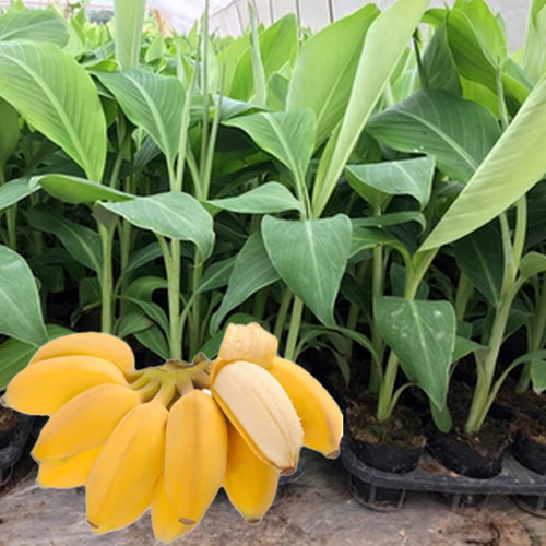 皇帝香蕉苗巴西威廉B6包邮香蕉苗