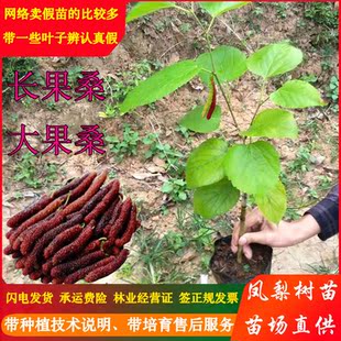 桑葚果树苗长果桑大果桑杯苗嫁接苗四季南北方盆栽种植当年结果