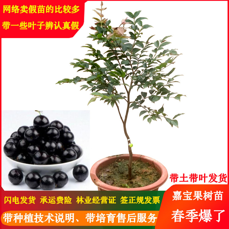 当年结果艾斯卡嘉宝果苗南方种植