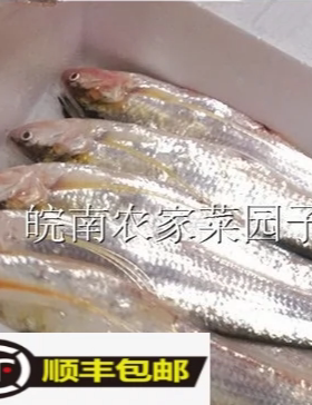 永嘉 塘头 炎亭 刀JI海刀鱼 冰鲜活刀鱼3.5两以上3条时价请咨询客