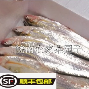 永嘉 塘头 炎亭 刀JI海刀鱼 冰鲜活刀鱼3.5两以上3条时价请咨询客