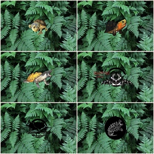 新款鱼缸龟背景画背景贴纸可爱乌龟鳄龟蛋龟鱼缸造景缸外自粘壁画