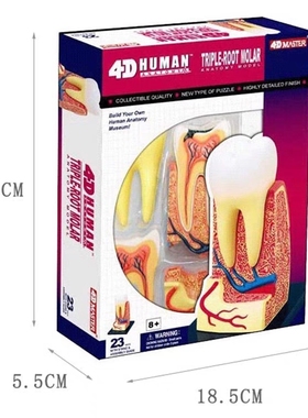 正品4DMASTER人体牙齿解剖模型4d master拼装模型 教学医学用具