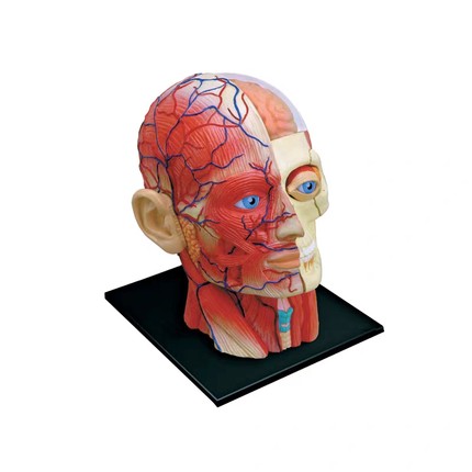 4D MASTER人体头部肌肉神经器官解剖模型医学教学用具益智拼装