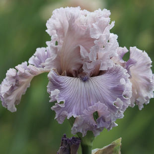 园艺家美国进口德国鸢尾块根多年生耐寒耐旱宿根花卉盆栽庭院阳台