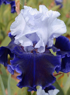 园艺家秋季进口德国鸢尾块根多年生耐寒耐旱宿根花卉盆栽庭院阳台