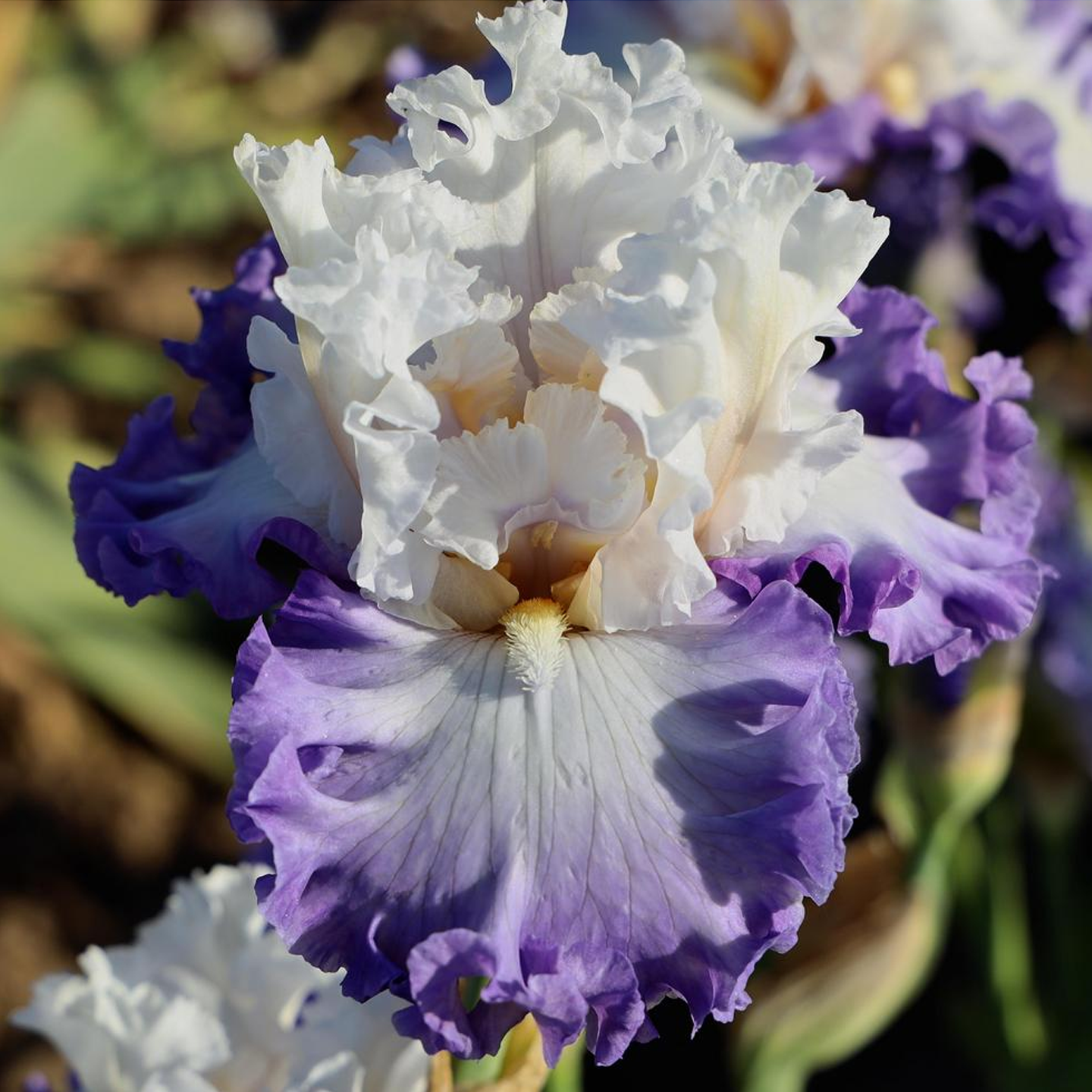 耐寒花卉园艺家春秋德国鸢尾中美