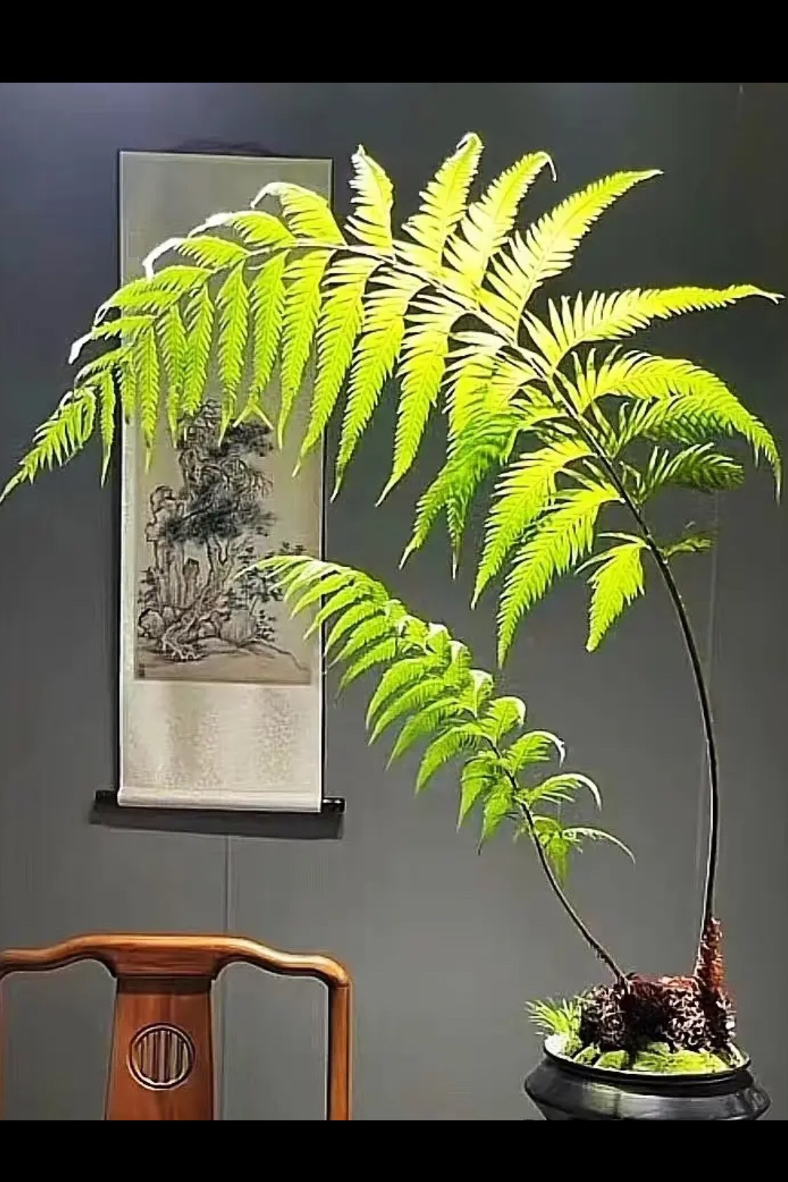 盆景狗脊蕨一叶蕨植物网红毛蕨室内植物禅意盆栽造景大小型蕨类