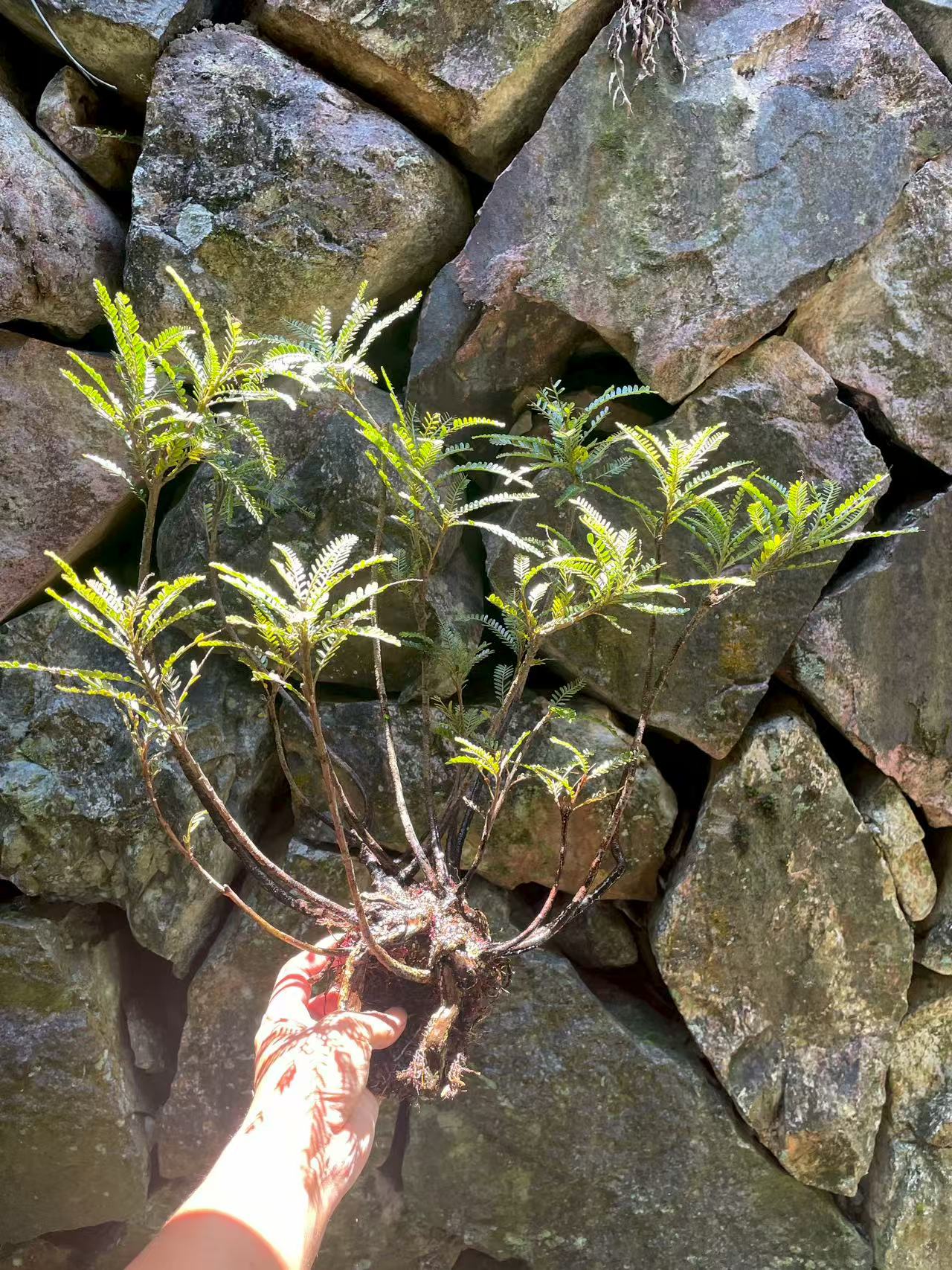 海岛叶下珠盆景室内客厅办公室桌面高端山水假山摆件水培绿植盆栽