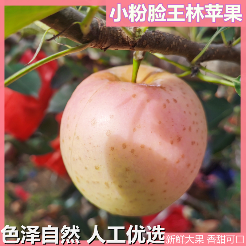 青苹果绿色食品威海王林苹果