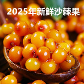 官方旗舰店原浆酵素榨汁 精选沙刺鲜果正品 野生新鲜沙棘果 包邮