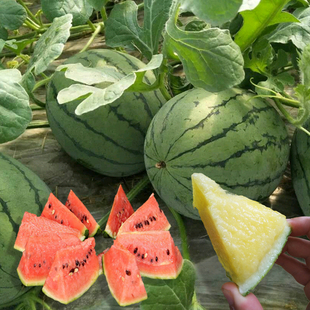 阳台盆栽小西瓜 西瓜苗秧 嫁接 白黄绿皮香甜瓜蔬菜瓜果苗秧种植