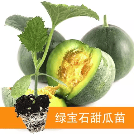 绿宝石甜瓜苗秧超甜香瓜苗早熟高糖羊角蜜四季栽阳台盆栽蔬果菜苗,农用物资,水果种子/种苗,淘宝优惠券,粉丝福利购,淘宝优惠卷