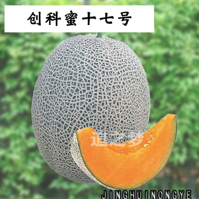 春夏蔬菜苗哈密瓜苗苗子精品水果甜瓜苗超甜网纹香瓜春秋季种植