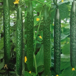 黄瓜苗中国农科院出品春夏秋耐热四季种植瓜条直高黄瓜苗子蔬菜苗