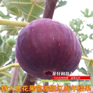 盆栽新品 无花果树果苗四季 种果苗带果特大无花果苗波姬红当年结果