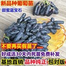 美国甜蜜蓝宝石无籽葡萄树苗当年结果南方北方种植金手指提子树苗