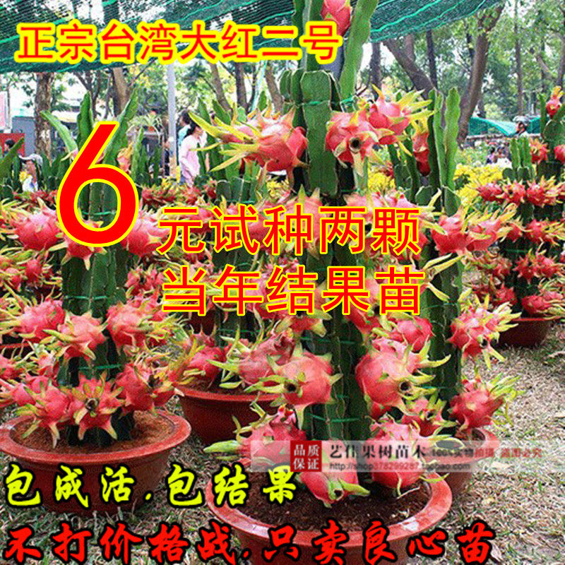 正宗台湾大红二号,胜金都一号,红心火龙果苗,大量现货