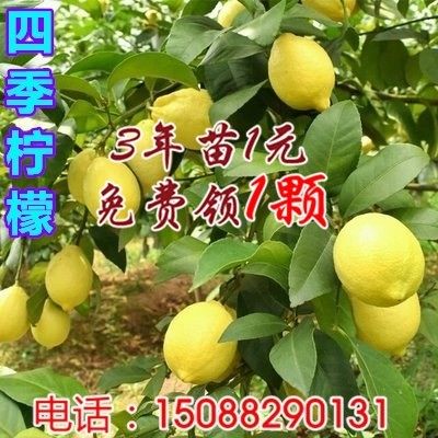台湾无籽香水四季结果柠檬树苗