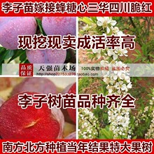 李子苗树苗嫁接蜂糖心三华四川脆红南方北方种植当年结果特大果树