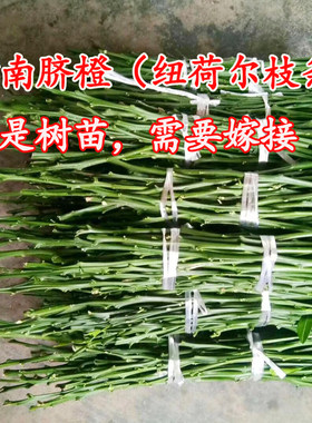 出售枝条赣南脐橙血橙早熟脐橙沃柑葡萄柚各种柑橘接穗嫁接枝条