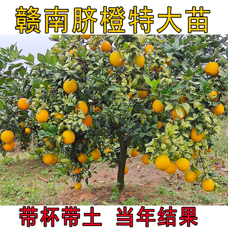 正宗江西赣南脐橙特大苗纽荷尔橙