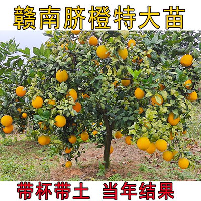 正宗江西赣南脐橙特大苗纽荷尔橙子树苗当年结果苗带土带果杯苗