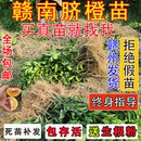 江西赣南脐橙苗嫁接纽荷尔橙子苗卡拉红肉血橙脐橙树苗果树苗 包邮