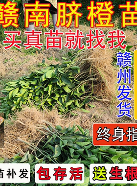 江西赣南脐橙苗嫁接纽荷尔橙子苗卡拉红肉血橙脐橙树苗果树苗包邮